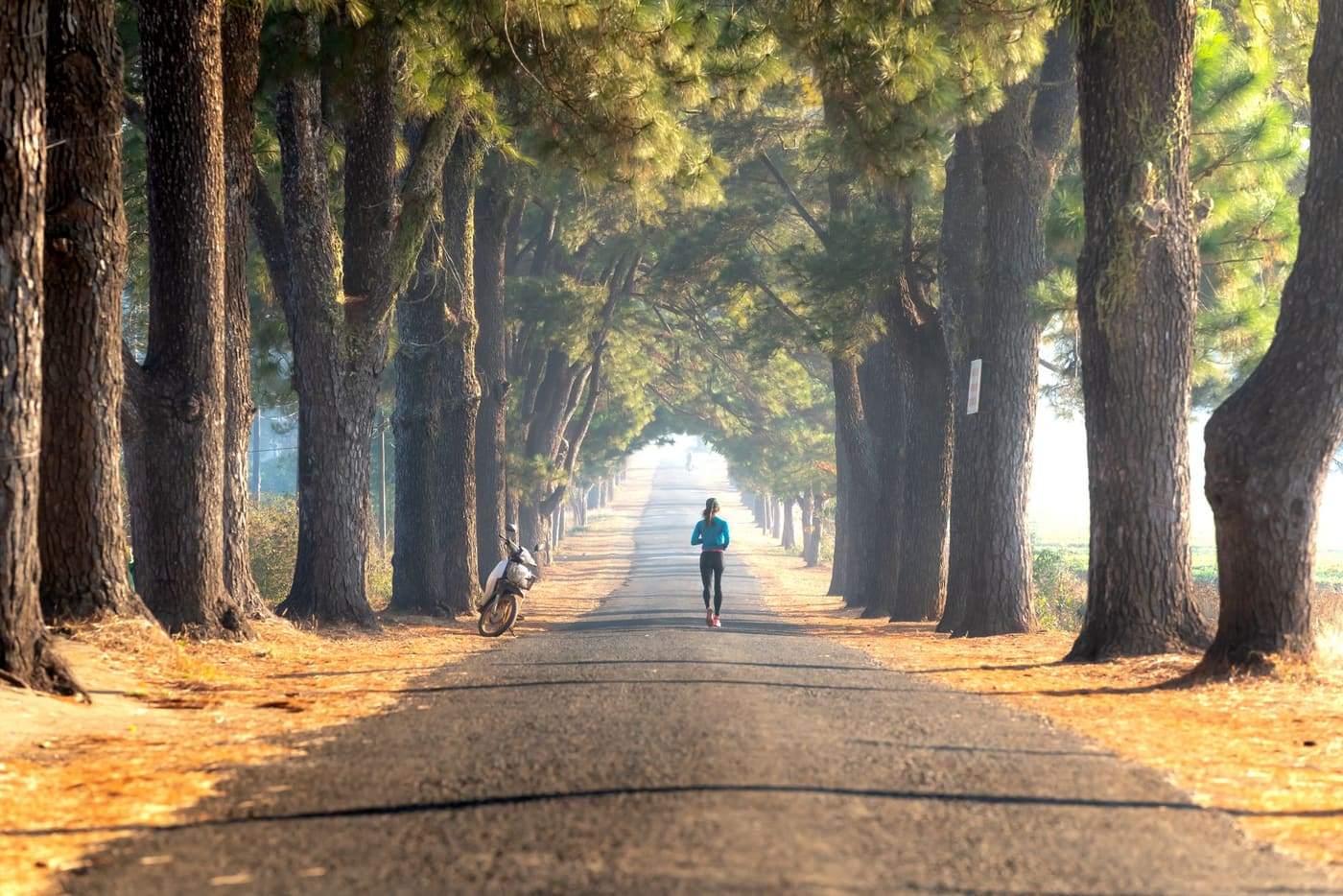 A person jogging alone on a tree-lined park road